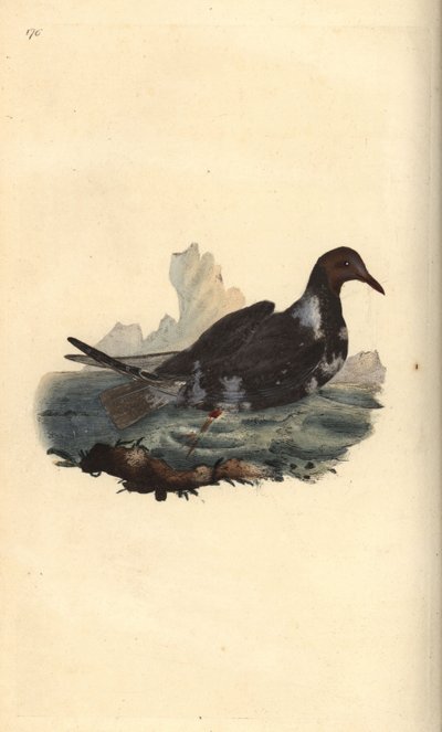 Gabbiano comune, Chroicocephalus ridibundus, in piumaggio estivo con testa marrone da Edward Donovan
