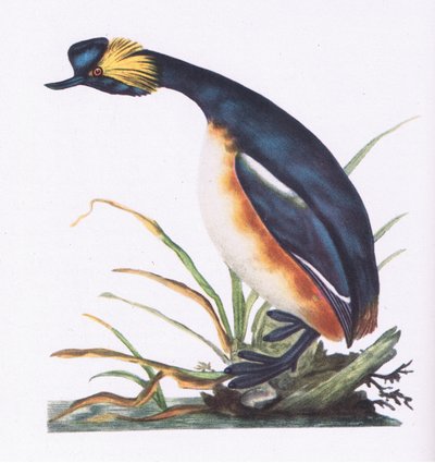 Svasso piccolo, Nature in Britain pubblicato da Collins, 1946 da Edward Donovan