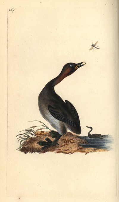 Svasso piccolo, Podiceps hebridicus da Edward Donovan