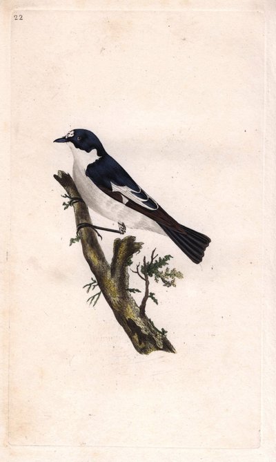 Balia nera. Ficedula hypoleuca (Muscicapa atricapilla). Incisione su rame di Edward Donovan, pubblicata in Histoire naturelle des oiseaux britanniques, Londra da Edward Donovan