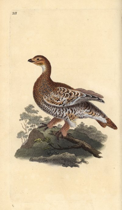 Fagiano di monte, Tetrao tetrix da Edward Donovan