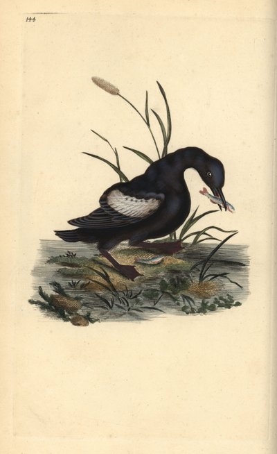 Uria nera, Cepphus grylle, con pesce nel becco da Edward Donovan