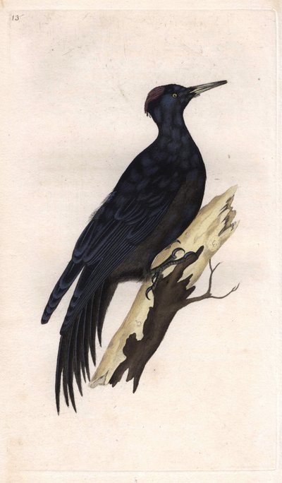 Dryocopus martius (Picus martius). Incisione su rame di Edward Donovan (1768-1837), pubblicata in Histoire naturelle des oiseaux britanniques, Londra da Edward Donovan