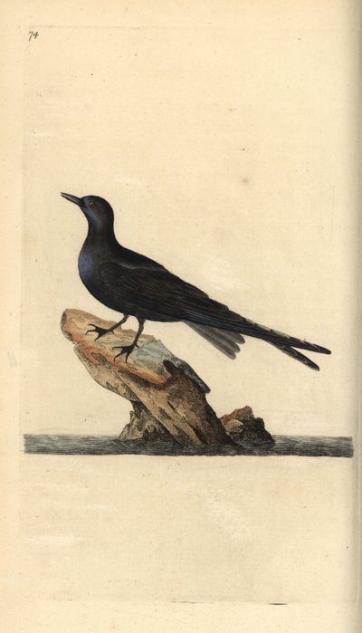 Chlidonias niger. Incisione a mano colorata disegnata e incisa da Edward Donovan dal suo "Natural History of British Birds," Londra da Edward Donovan