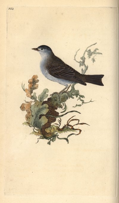 Capinera, Sylvia atricapilla da Edward Donovan
