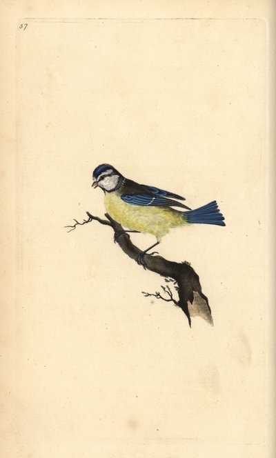 Cinciarella, Cyanistes caeruleus. Incisione colorata a mano tratta da Edward Donovan dal suo Natural History of British Birds, Londra da Edward Donovan