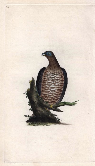 Bondree apivora. Pernis apivorus da Edward Donovan