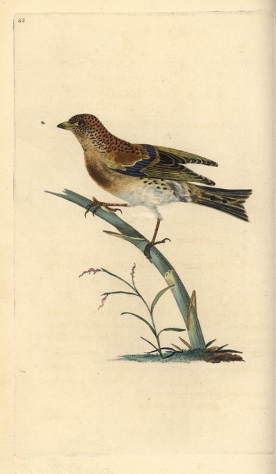 Fringuello alpino, Fringilla montifringilla. Incisione colorata a mano tratta da Edward Donovan dal suo Natural History of British Birds, Londra da Edward Donovan