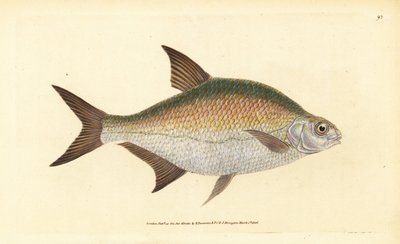 Abramide, Abramis brama (Cyprinus brama). Incisione a mano colorata disegnata e incisa da Edward Donovan dalla sua Storia Naturale dei Pesci Britannici, Donovan e F.C. e J. Rivington, Londra da Edward Donovan