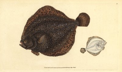 Rombo, Scophthalmus rhombus (Pleuronectes rhombus). Rame inciso e colorato a mano disegnato e inciso da Edward Donovan dalla sua Storia Naturale dei Pesci Britannici, Donovan e F.C. e J. Rivington, Londra da Edward Donovan