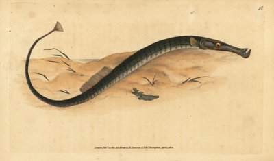 Pesce ago a muso largo o corto. Syngnathus typhle. Incisione a mano colorata disegnata e incisa da Edward Donovan dalla sua Storia Naturale dei Pesci Britannici, Donovan e F.C. e J. Rivington, Londra da Edward Donovan