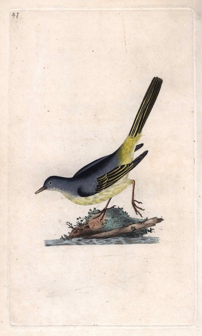 Ballerina gialla, Motacilla cinerea da Edward Donovan