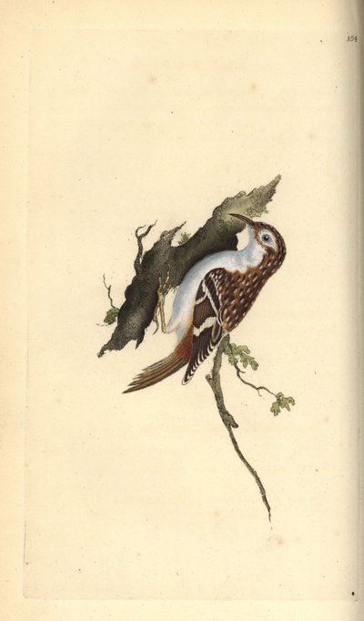 Rampichino comune, Certhia familiaris. Incisione a mano colorata disegnata e incisa da Edward Donovan dal suo "Storia Naturale degli Uccelli Britannici", Londra da Edward Donovan