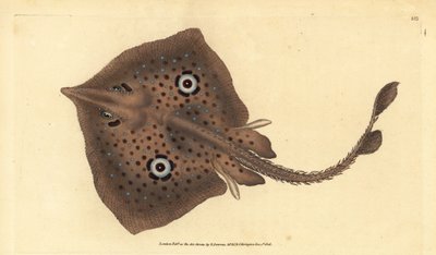 Razza specchio, Raja miraletus da Edward Donovan