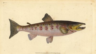 Trota fario, Salmo trutta fario da Edward Donovan