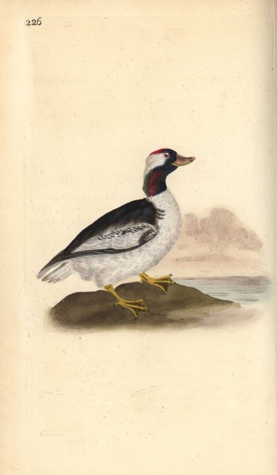 Quattrocchi minore, Bucephala albeola da Edward Donovan