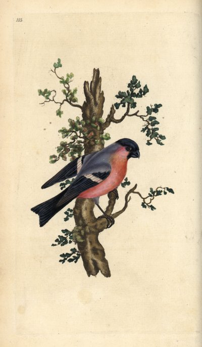 Ciuffolotto, Pyrrhula pyrrhula da Edward Donovan