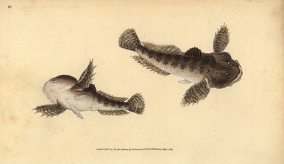 Scazzone, Cottus gobio da Edward Donovan