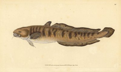 Bottatrice, Lota lota (Gadus lota). Incisione a mano colorata disegnata e incisa da Edward Donovan dalla sua Storia Naturale dei Pesci Britannici, Donovan e F.C. e J. Rivington, Londra da Edward Donovan