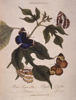Farfalle: Papilio Erymanthis; Papilio Orythia; Papilio Polyxena; Papilio Leucothoe, pub. dall