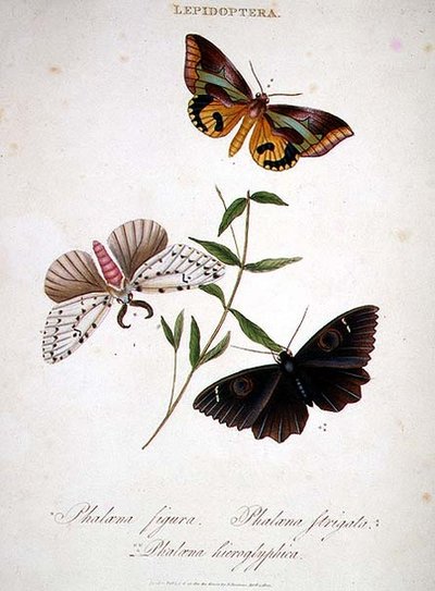 Farfalle: Phalaena Figura; Phalaena Strigata e Phalaena Hieroglyphica, pub. dall
