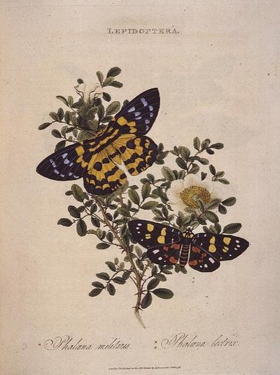Farfalle: Phalaena Militaris, Phalaena Lectrix, pub. dall