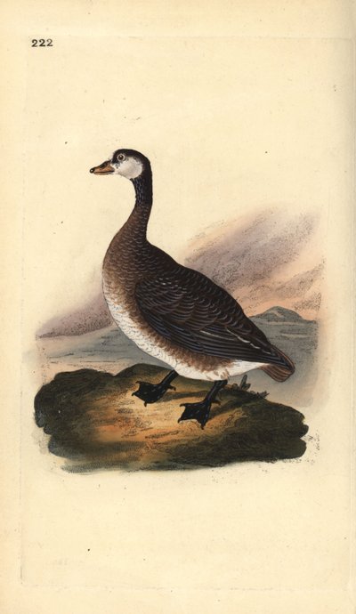 Oca canadese, Branta canadensis da Edward Donovan