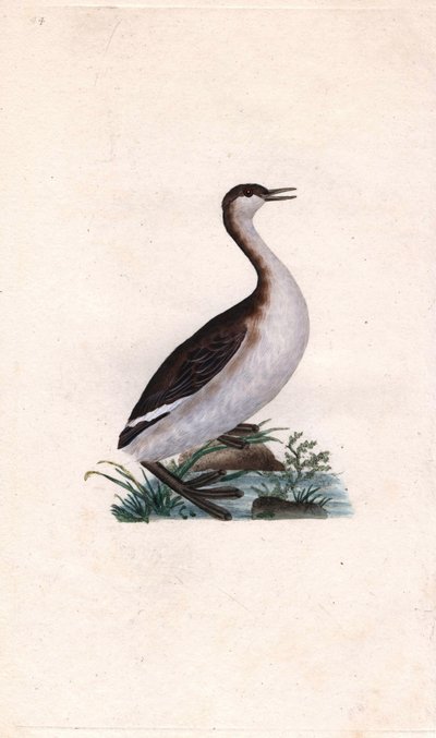 Tuffetto, Tachybaptus ruficollis da Edward Donovan