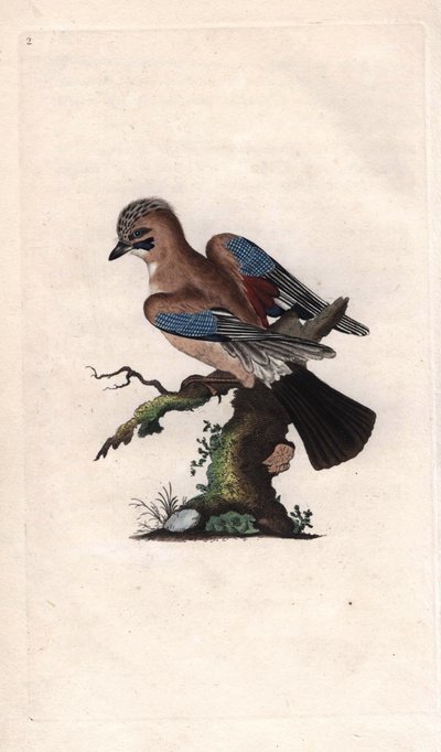 Ghiandaia. Garrulus glandarius da Edward Donovan