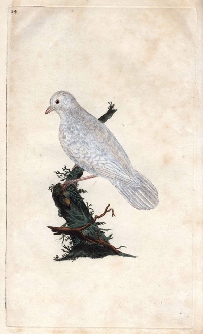Ghiandaia. Garrulus glandarius. Incisione su rame di Edward Donovan, pubblicata in Histoire naturelle des oiseaux britanniques, Londra da Edward Donovan