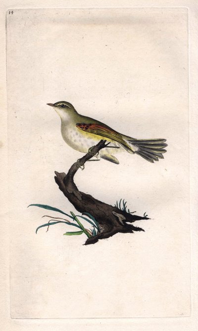 Phylloscopus trochilus (Motacilla trochilus). Incisione su rame di Edward Donovan (1768-1837), pubblicata in Histoire naturelle des oiseaux britanniques, Londra da Edward Donovan