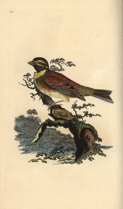 Zigolo nero, Emberiza cirlus da Edward Donovan