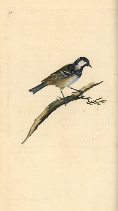 Cincia mora, Periparus ater. Incisione colorata a mano tratta da Edward Donovan dal suo Natural History of British Birds, Londra da Edward Donovan