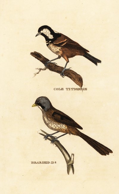 Cincia mora, Parus ater, e basettino, Panurus biarmicus da Edward Donovan