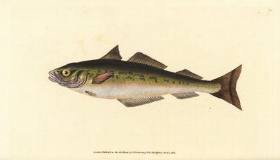 Merluzzo carbonaro o saithe, Pollachius virens (Gadus carbonarius). Incisione colorata a mano tratta da Edward Donovan dal suo Natural History of British Fishes, Donovan e F.C. e J. Rivington, Londra da Edward Donovan