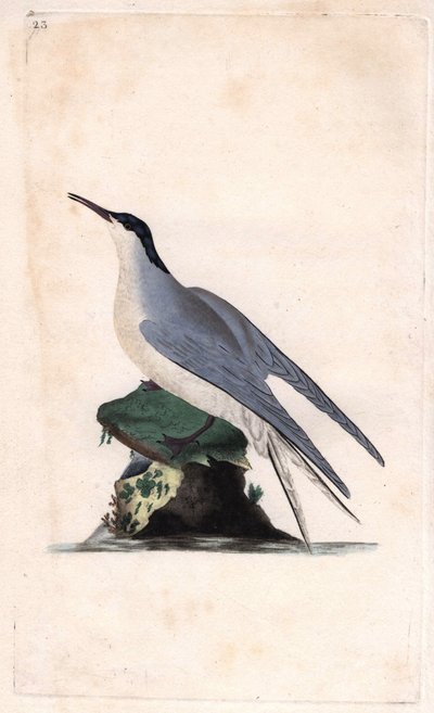Sterna comune, Sterna hirundo da Edward Donovan