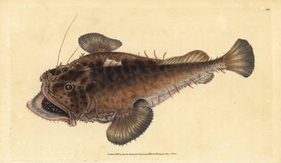 Rana pescatrice, Lophius piscatorius da Edward Donovan