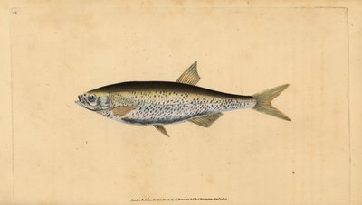 Alborella, Alburnus alburnus (Cyprinus alburnus). Rame inciso e colorato a mano disegnato e inciso da Edward Donovan dalla sua Storia Naturale dei Pesci Britannici, Donovan e F.C. e J. Rivington, Londra da Edward Donovan
