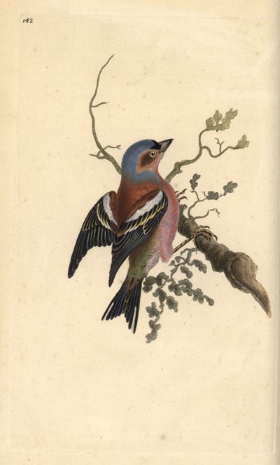 Fringuello comune, Fringilla coelebs. Incisione colorata a mano tratta da Edward Donovan dal suo Natural History of British Birds, Londra da Edward Donovan