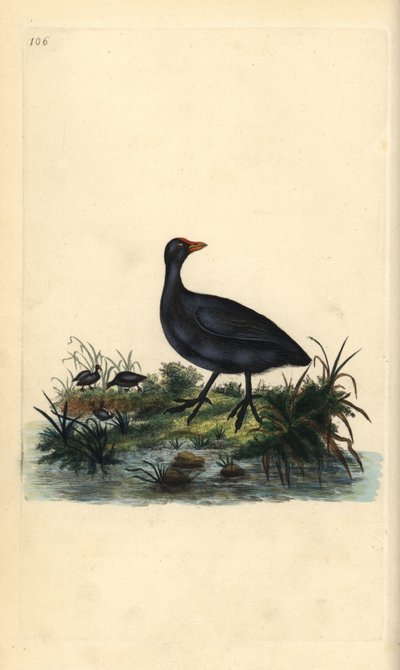 Folaga, Fulica atra da Edward Donovan