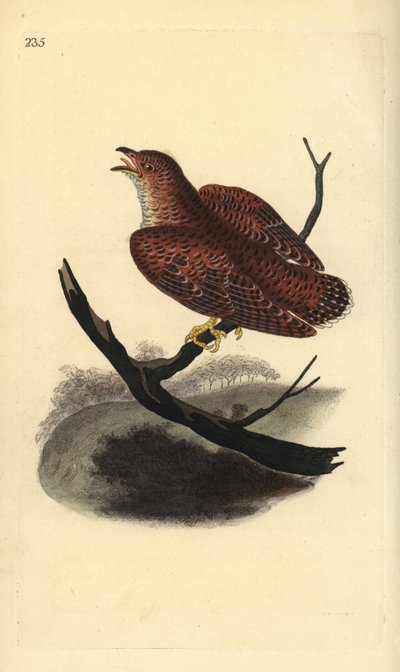 Cuculo comune (giovane), Cuculus canorus da Edward Donovan