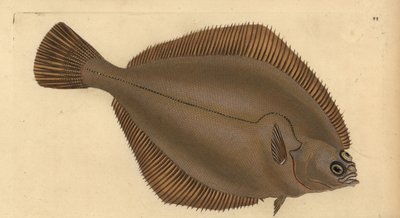Limanda limanda (Pleuronectes limanda). Incisione a mano colorata disegnata e incisa da Edward Donovan dal suo "Natural History of British Fishes", Donovan e F.C. e J. Rivington, Londra da Edward Donovan