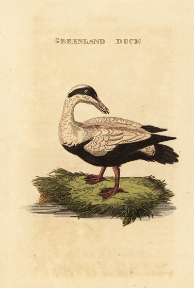 Edredone comune, Somateria mollissima da Edward Donovan