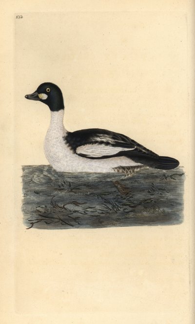 Quattrocchi, Bucephala clangula da Edward Donovan