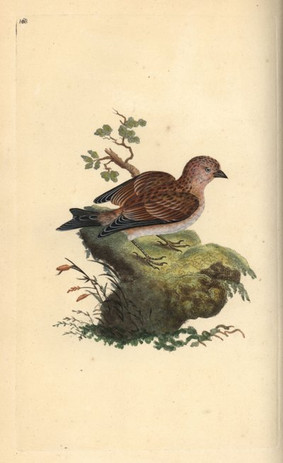 Fanello comune, Carduelis cannabina. Incisione a mano colorata disegnata e incisa da Edward Donovan dal suo 
