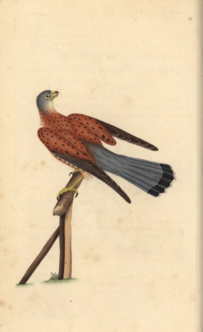 Gheppio comune, Falco tinnunculus. Incisione colorata a mano tratta da Edward Donovan dal suo Natural History of British Birds, Londra da Edward Donovan