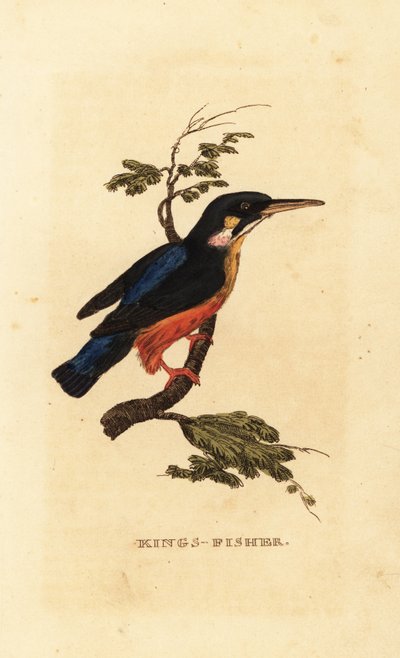 Martin pescatore comune, Alcedo atthis da Edward Donovan