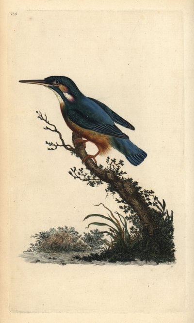 Martin pescatore comune, Alcedo atthis da Edward Donovan