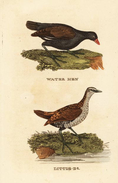 Gallinella d