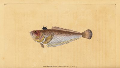 Tracina drago, Trachinus draco da Edward Donovan